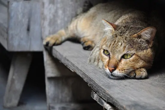 猫咪抑郁的症状及解决方案