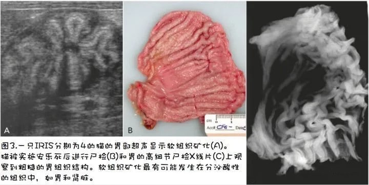 猫咪慢性肾病的病因、症状及治疗