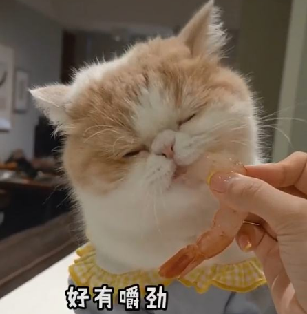 这些食物对猫咪而言，就是人间美味