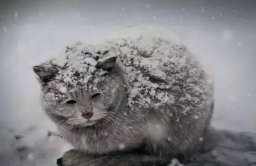 家猫变成流浪猫之后会有多惨？