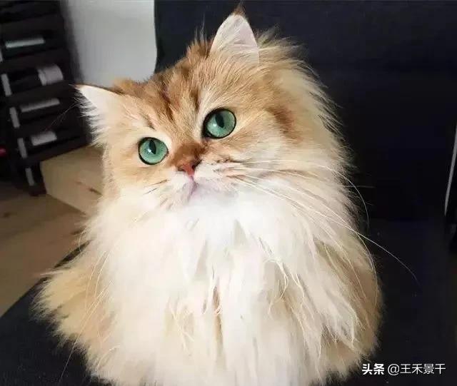 全世界最美猫咪（附图片）