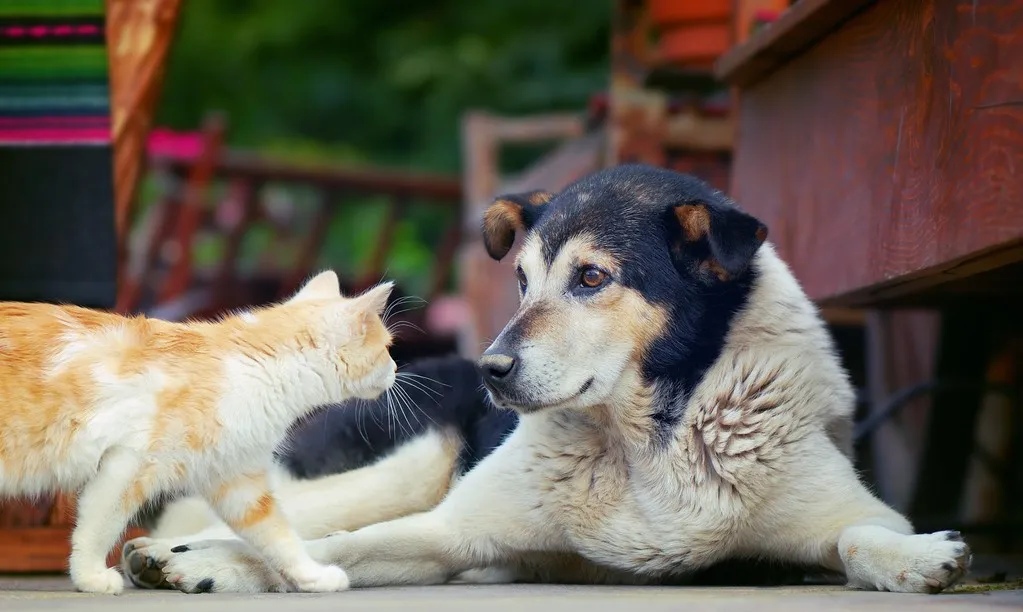 如何让猫咪和家里的其他宠物和平相处？