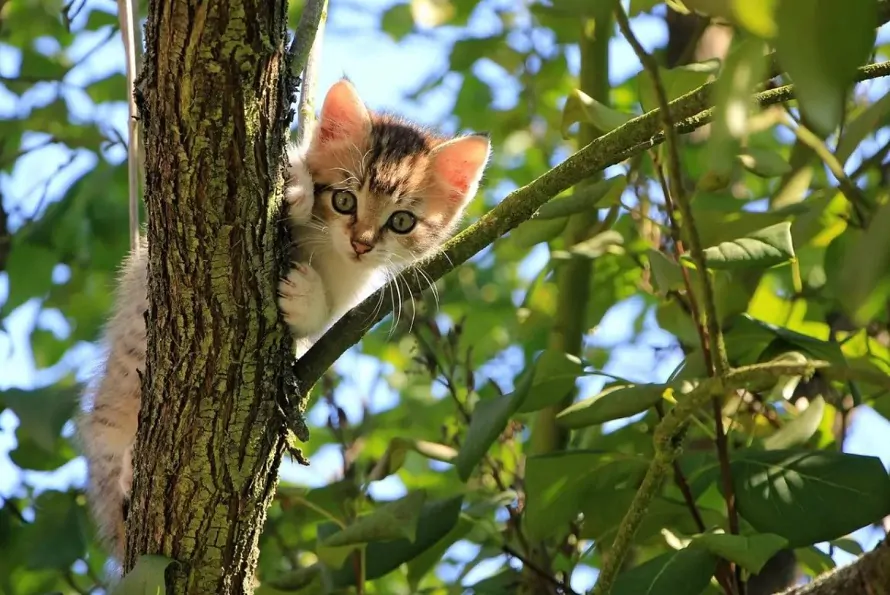 缅因猫做绝育的最佳时期及注意事项