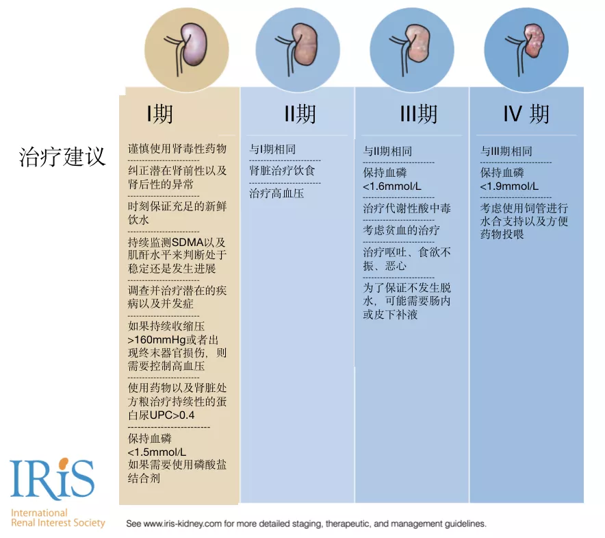 猫咪慢性肾病该如何预防和保养？