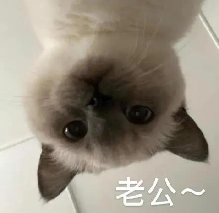 猫咪表情包下载第一期：搞笑猫咪表情包（猫咪奶盖、暹罗猫动态表情包、猫咪老公）