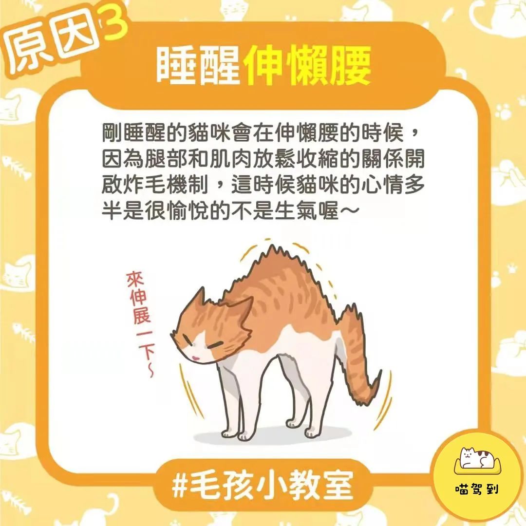 猫咪炸毛就一定是生气了吗？