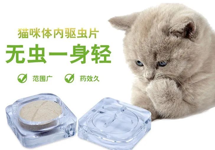 我家猫身上没虫子，还需要驱虫吗？