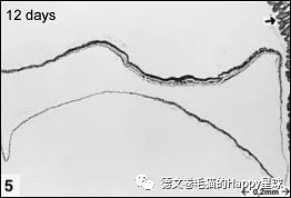 猫咪受精怀孕胚胎形成过程