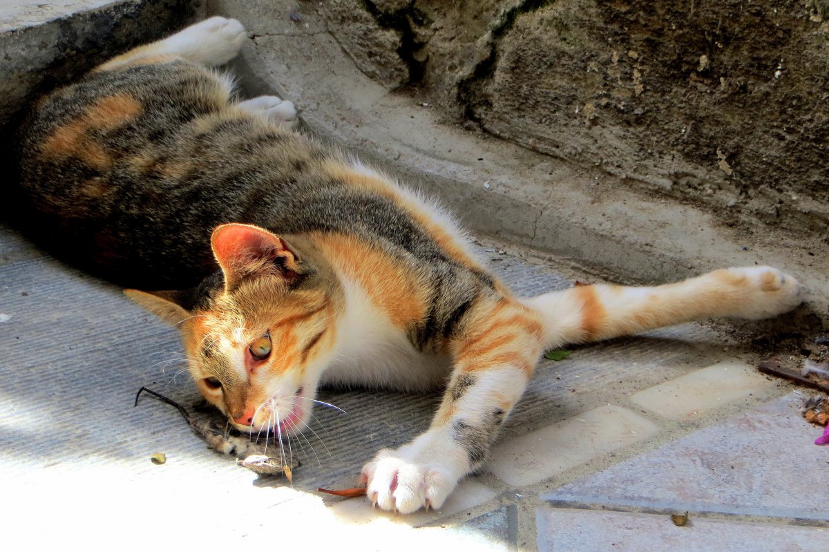 现在的猫咪不抓老鼠？研究发现抓老鼠不是猫咪的本能