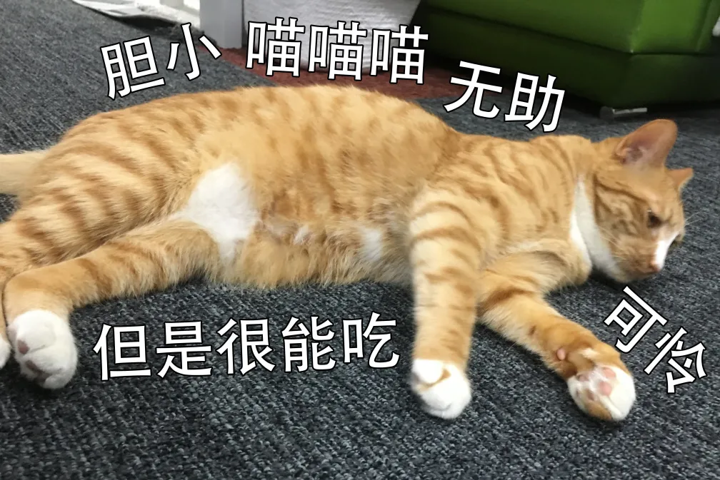 猫咪明明碗里还有粮，为什么还总是喵喵叫讨食？