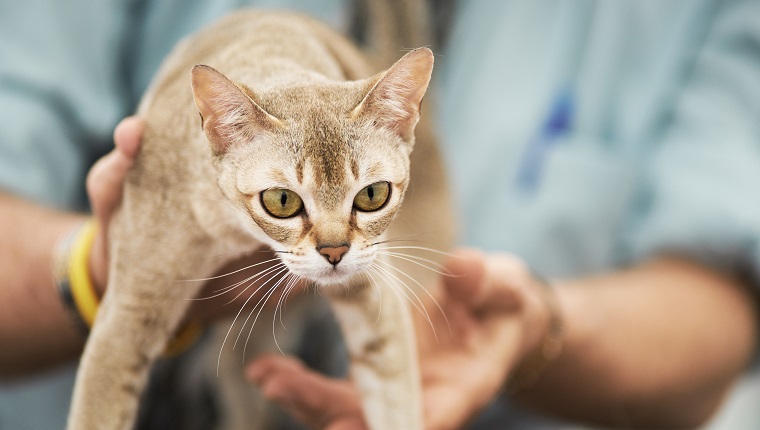 对陌生人比较友好的6种猫