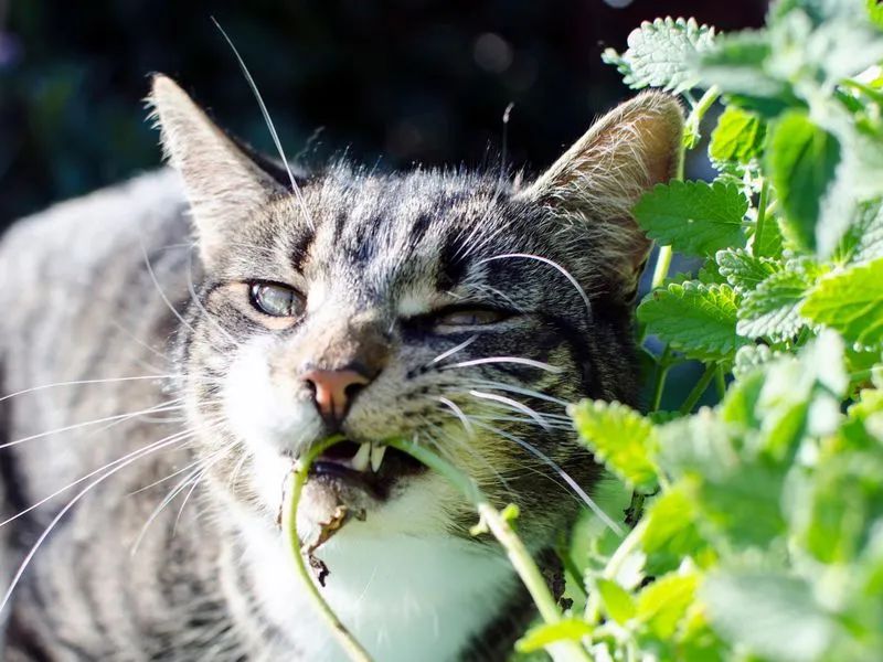 猫薄荷对于猫咪来说到底是毒品还是良药？