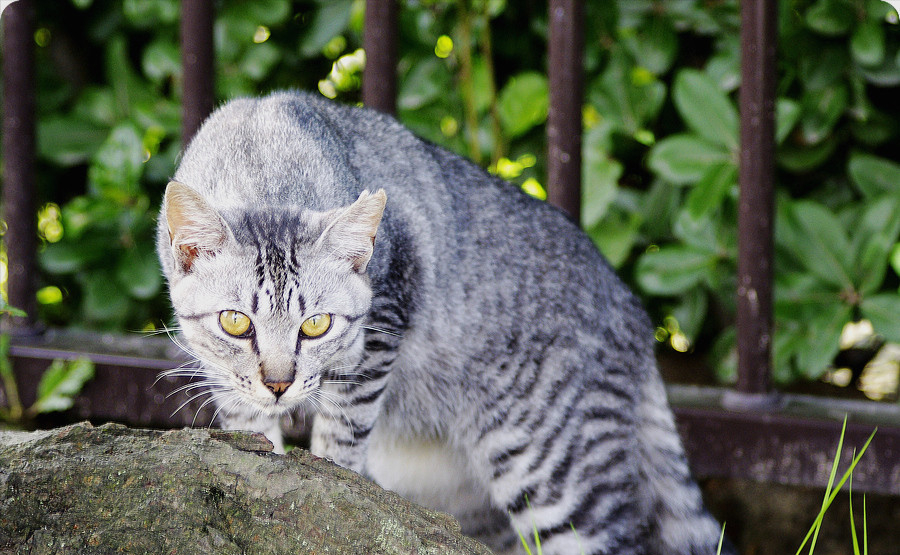 为什么野猫不能抱回家养？