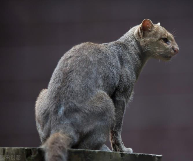 野猫可以养成宠物猫吗？