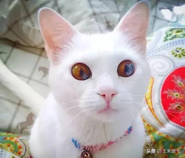 全世界最美猫咪（附图片）