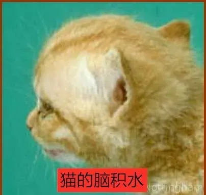 猫咪脑积水的原因、症状及治疗