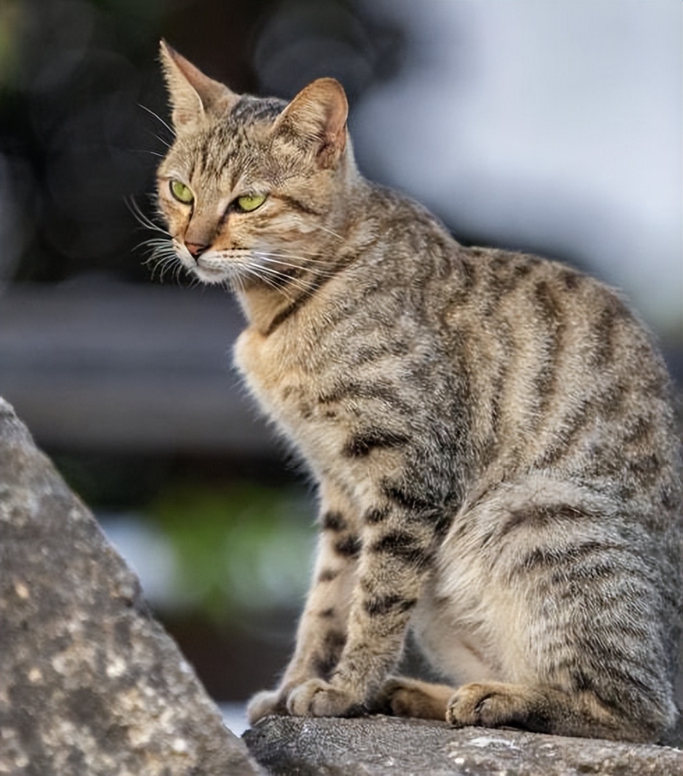 本土的狸花猫到底有多强？