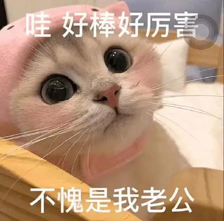 猫咪表情包下载第一期：搞笑猫咪表情包（猫咪奶盖、暹罗猫动态表情包、猫咪老公）