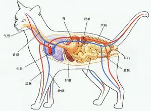 为什么猫咪永远会留下一点猫粮在碗里不吃呢？