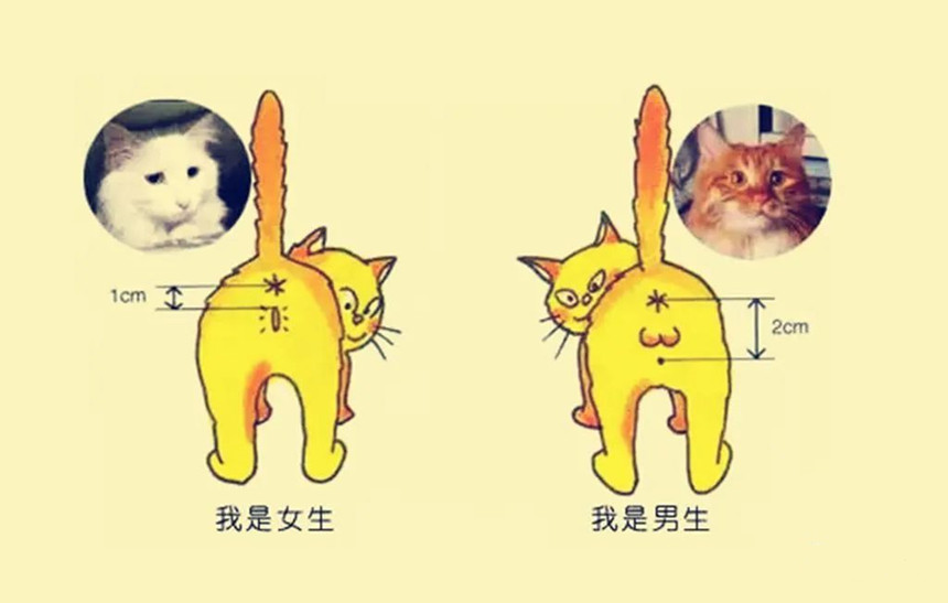 如何分辨小猫咪的性别？(怎么判断猫咪的性别)