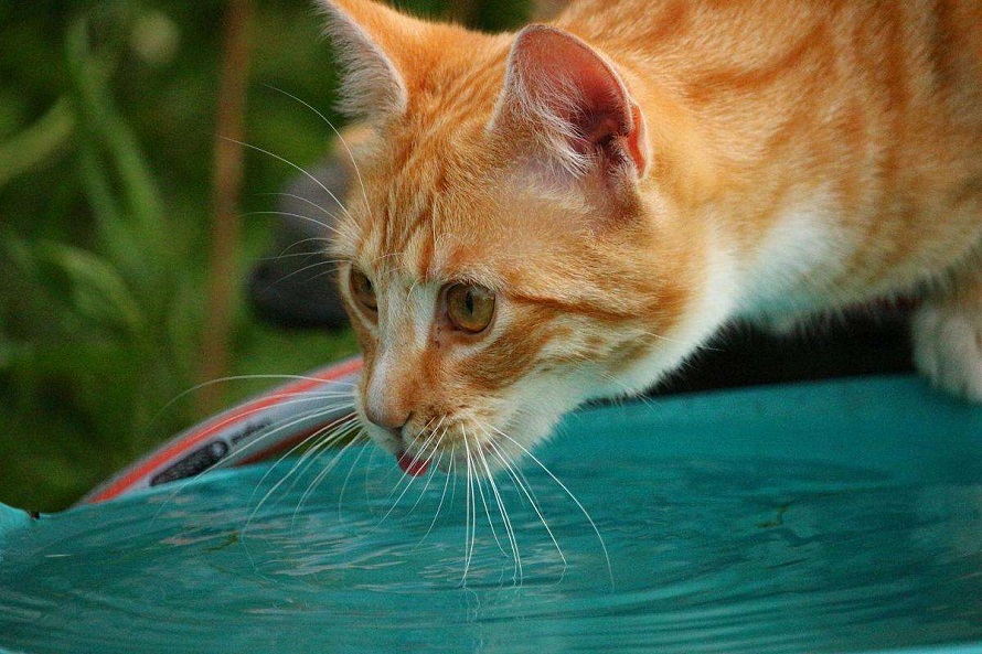 猫咪每天该喝多少水？如何判断猫咪是否缺水？