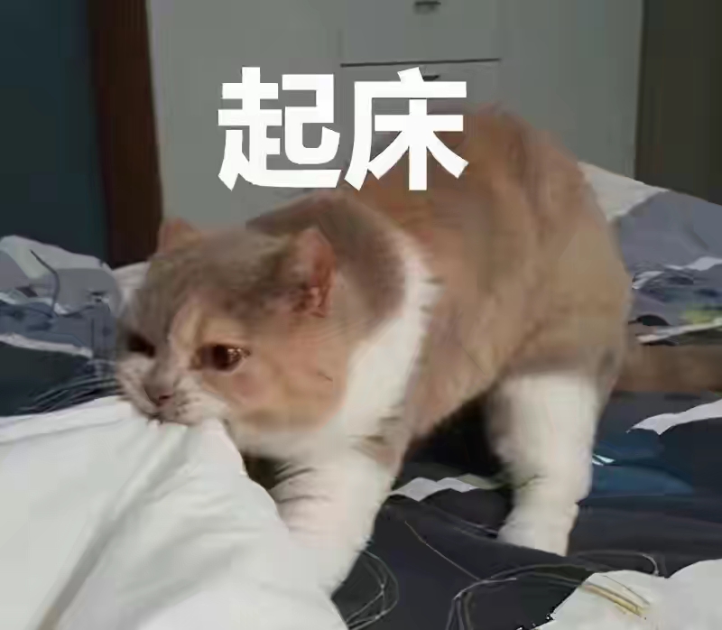 铲屎官一定要做到这6件事，才能更好的养猫