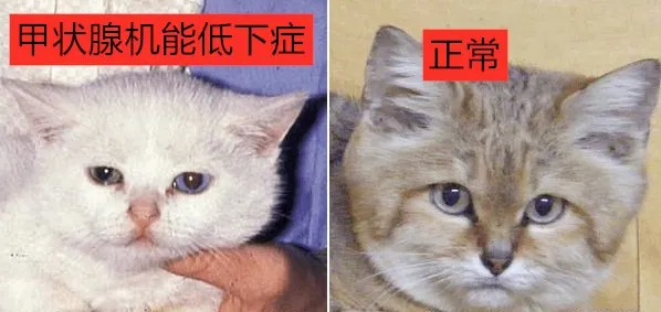 猫咪侏儒症的病因、症状及治疗