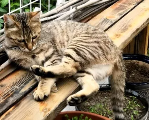 那只会送礼物的流浪猫灰灰，回喵星球了