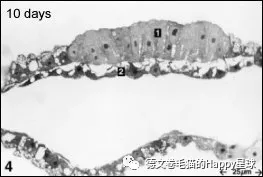 猫咪受精怀孕胚胎形成过程