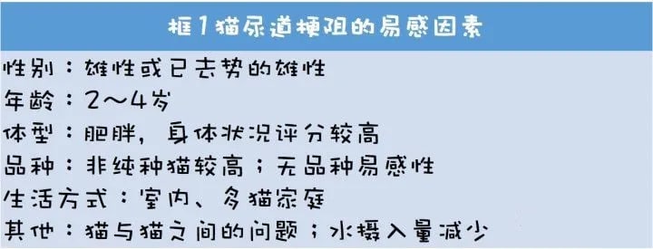 如何治疗猫咪尿道梗阻？