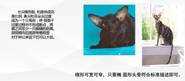 东方短毛猫的CFA品种标准