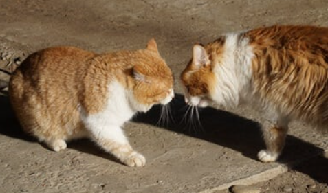 猫咪是怎么向其他猫展示它的统治地位的？