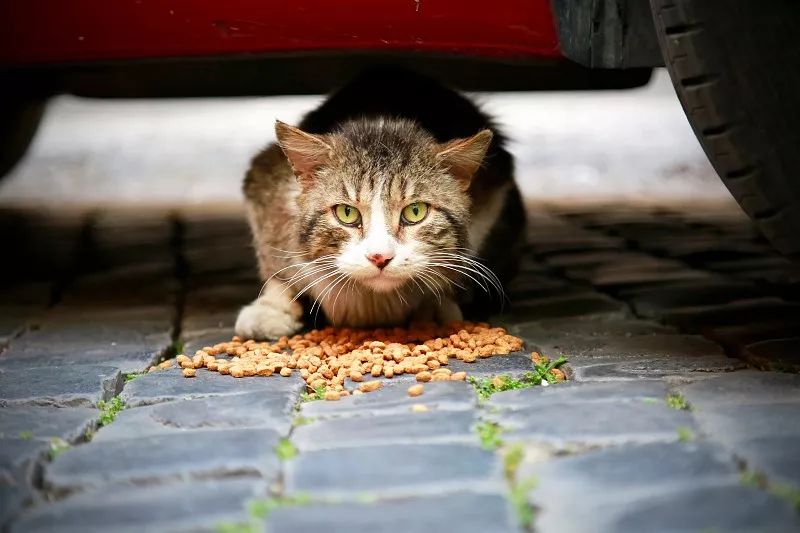 猫咪知道自己被抛弃了吗？