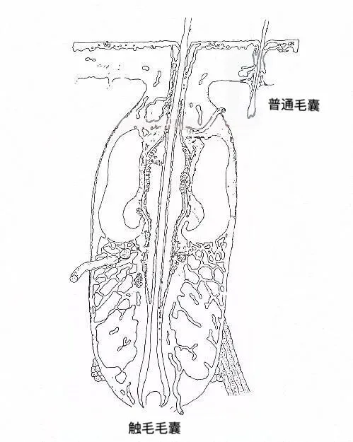 能剪掉猫咪的胡须吗？猫咪胡须究竟有什么用？