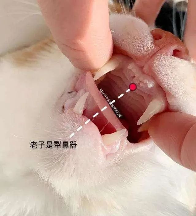 猫咪身上这几个小秘密，你知道几个？