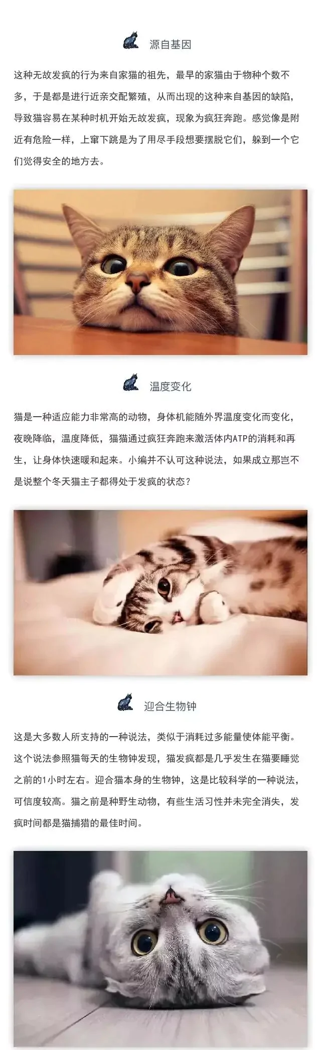 猫咪会不会得精神病？