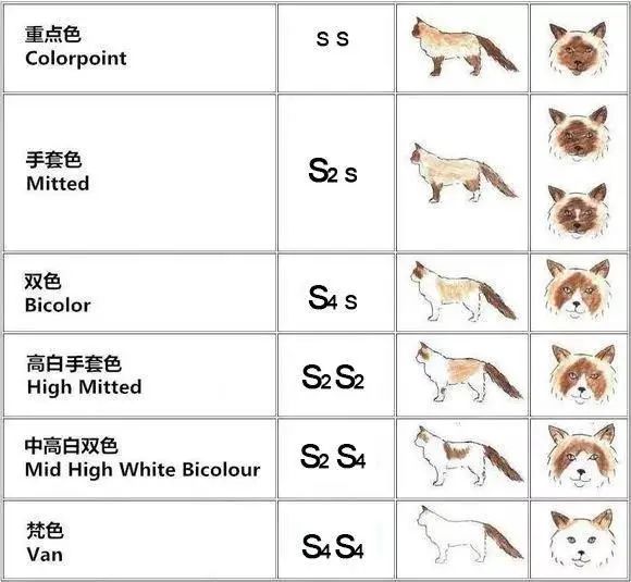 布偶猫除了长得好看之外还有哪些优点？