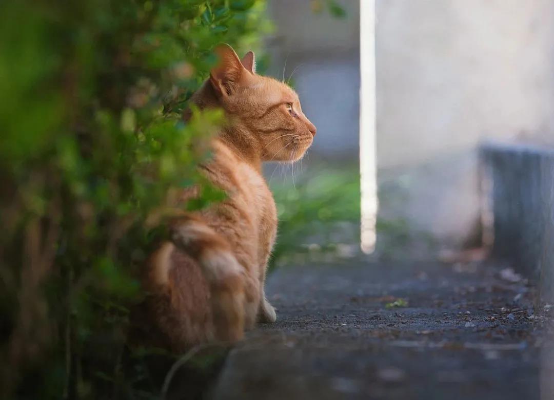 六种不能给猫咪吃的食物，你给猫咪吃过几个？