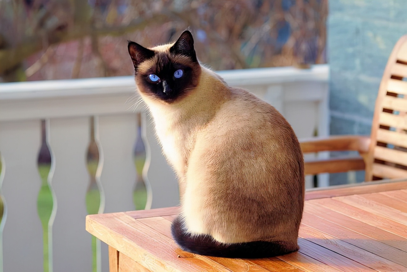 越养越值钱的几个猫咪品种，狸花猫、加拿大无毛猫上榜