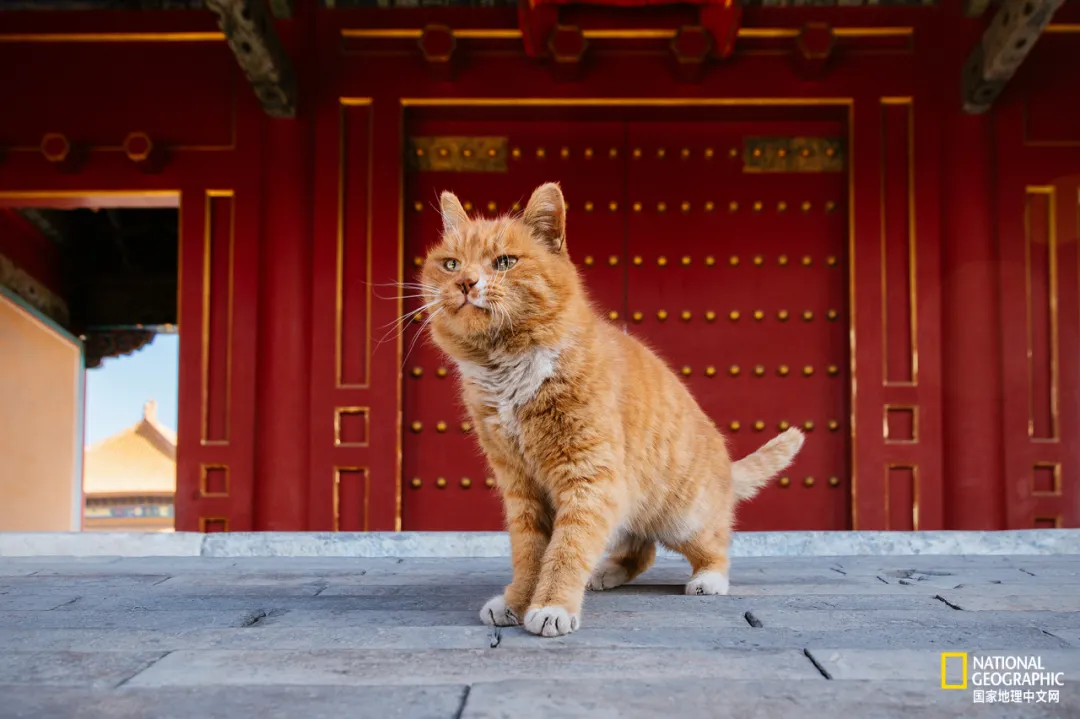 故宫的猫，比雪好看太多了