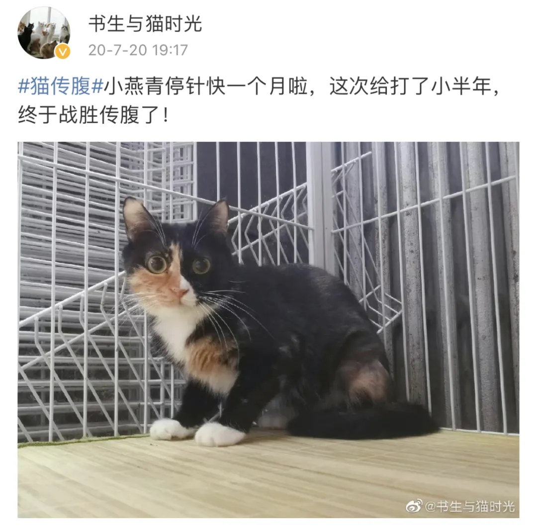 【缅怀】那个救助流浪猫10多年的书生，去世了