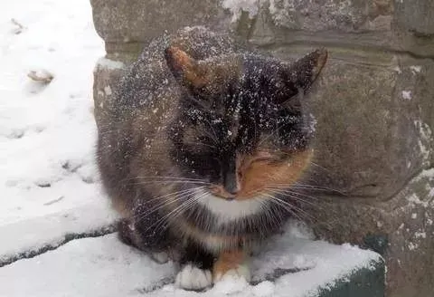 猫咪过冬的各种取暖方式