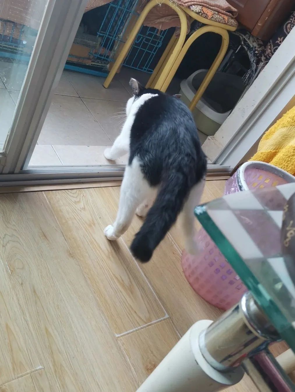 怎么挑选适合自己的猫咪？