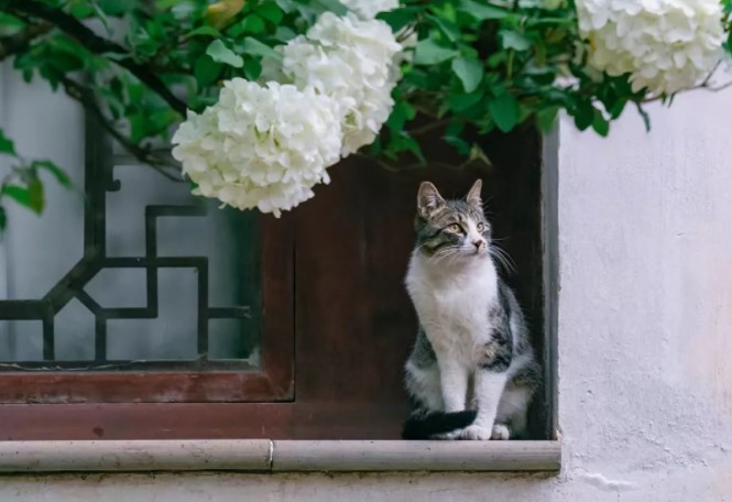 猫咪对猫粮到底有什么重要性