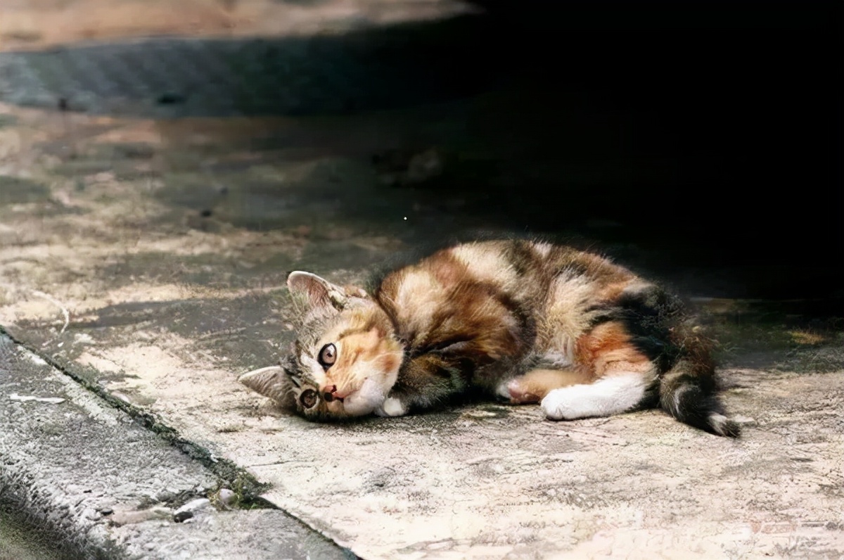 猫咪故事：那些冻死在冬天里的流浪猫