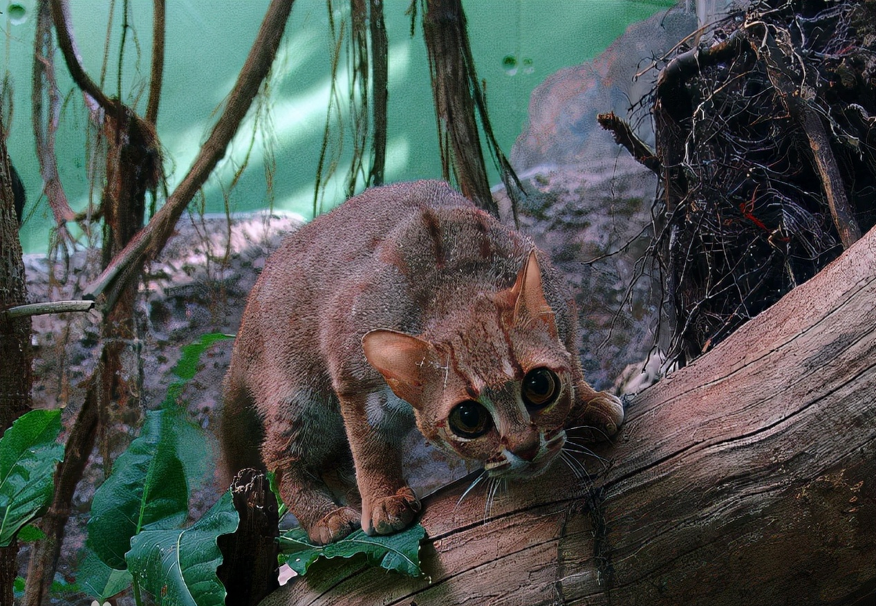 已经被禁止饲养的几个猫咪品种，黑足猫、荒漠猫均在列