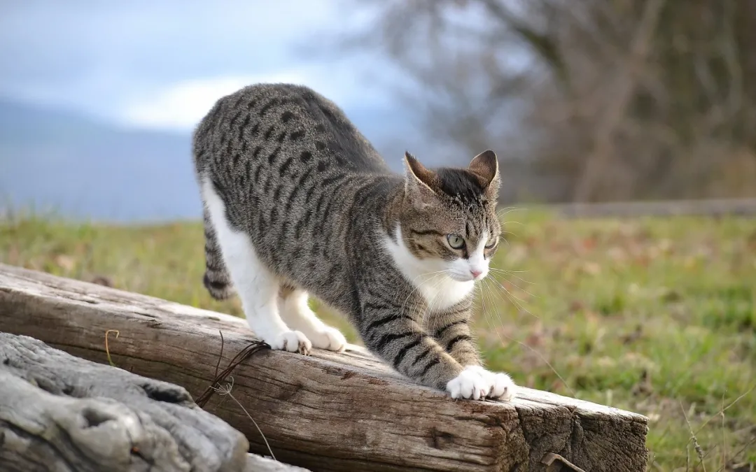 猫咪的社交行为都有哪些？