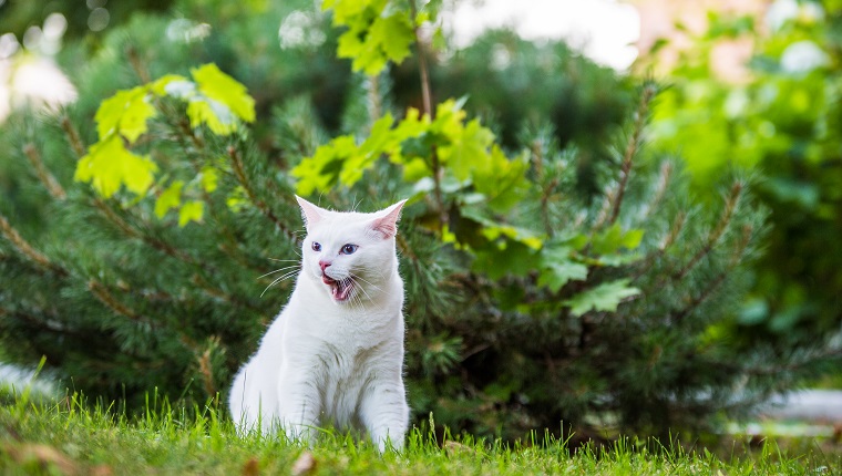 种行为很像狗狗的猫咪品种"