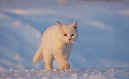 俄罗斯家猫逼退棕熊，战斗民族养的猫原来这么横！