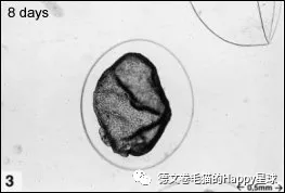 猫咪受精怀孕胚胎形成过程